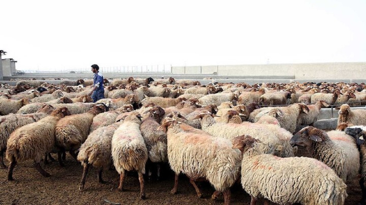 بهره برداری از ۲۰ واحد پهنه دام سبک در بفروئیه