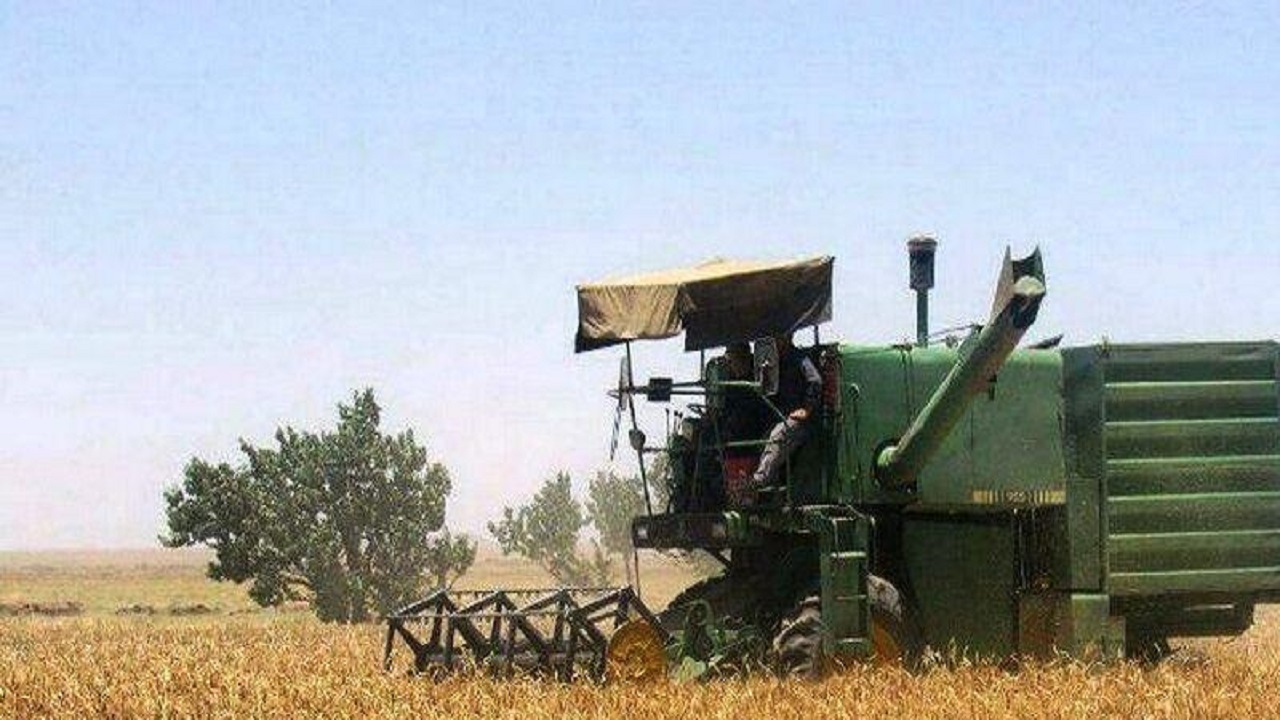 ۵۵ هزار هکتار از مزارع مراغه زیر کشت گندم