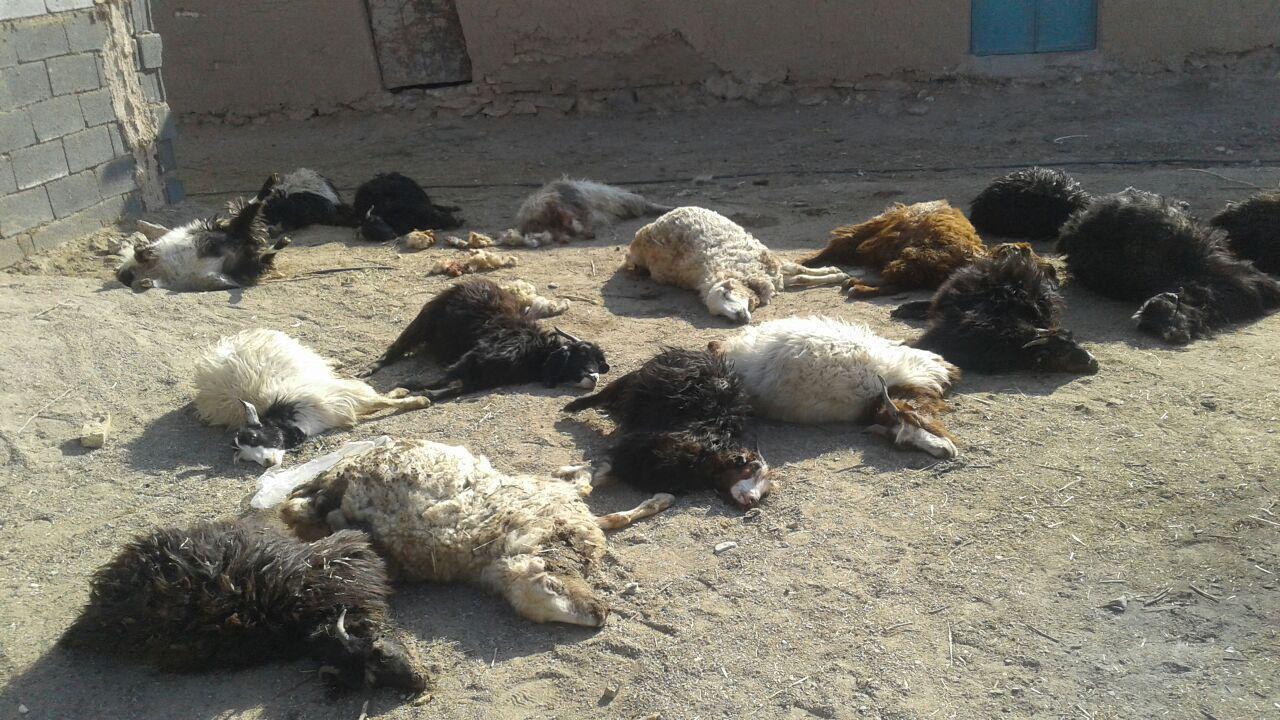 پرداخت تمام غرامت بخش دام و طیور خراسان جنوبی