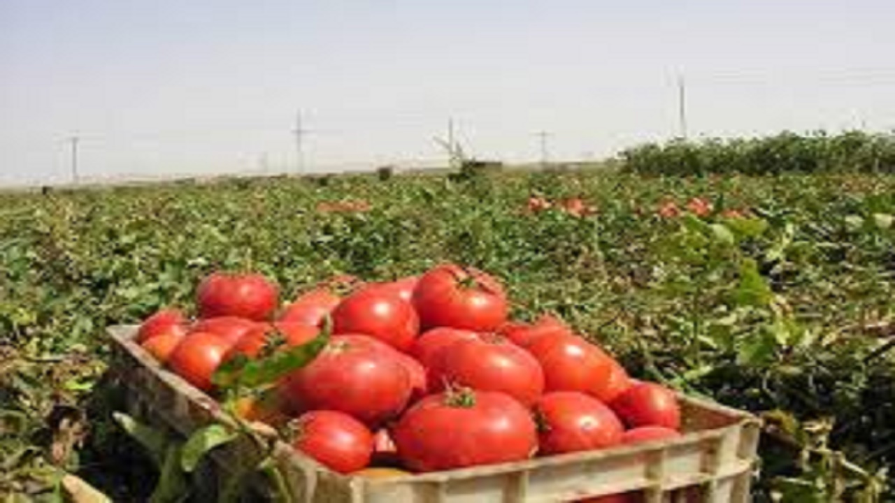 آغاز برداشت گوجه فرنگی بهاره در گچساران