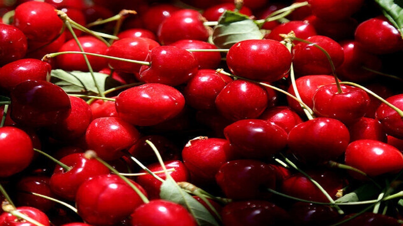 برگزاری جشنواره گیلاس در روستای فشند