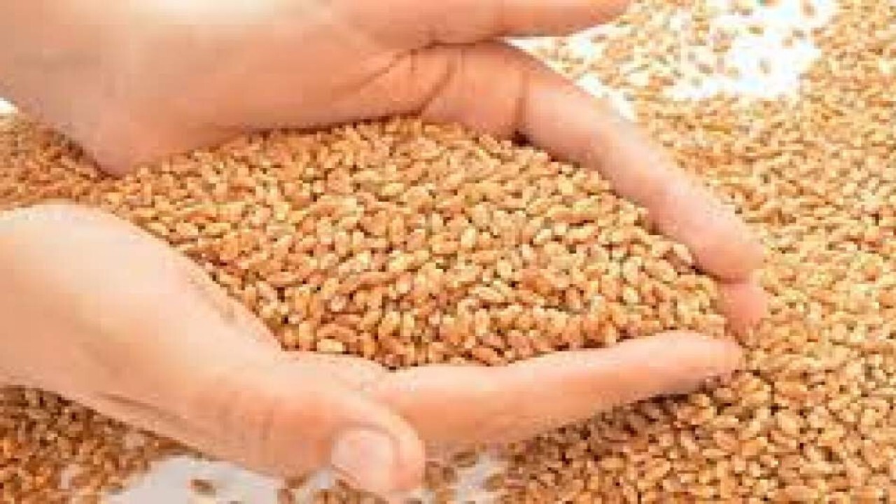پیش بینی افزایش کشت گندم در افغانستان