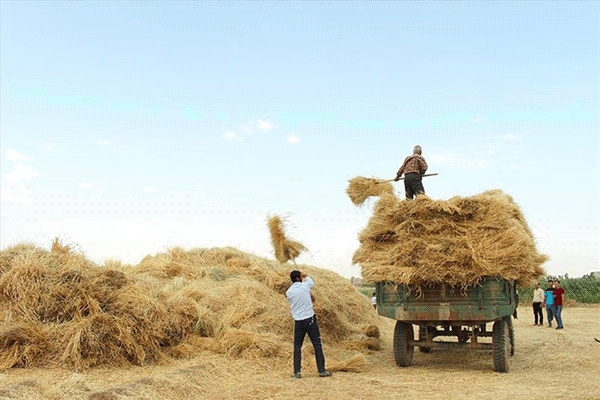 آغاز برداشت گندم از منطقه گرمسیر شهرستان‌های ساوه و زرندیه