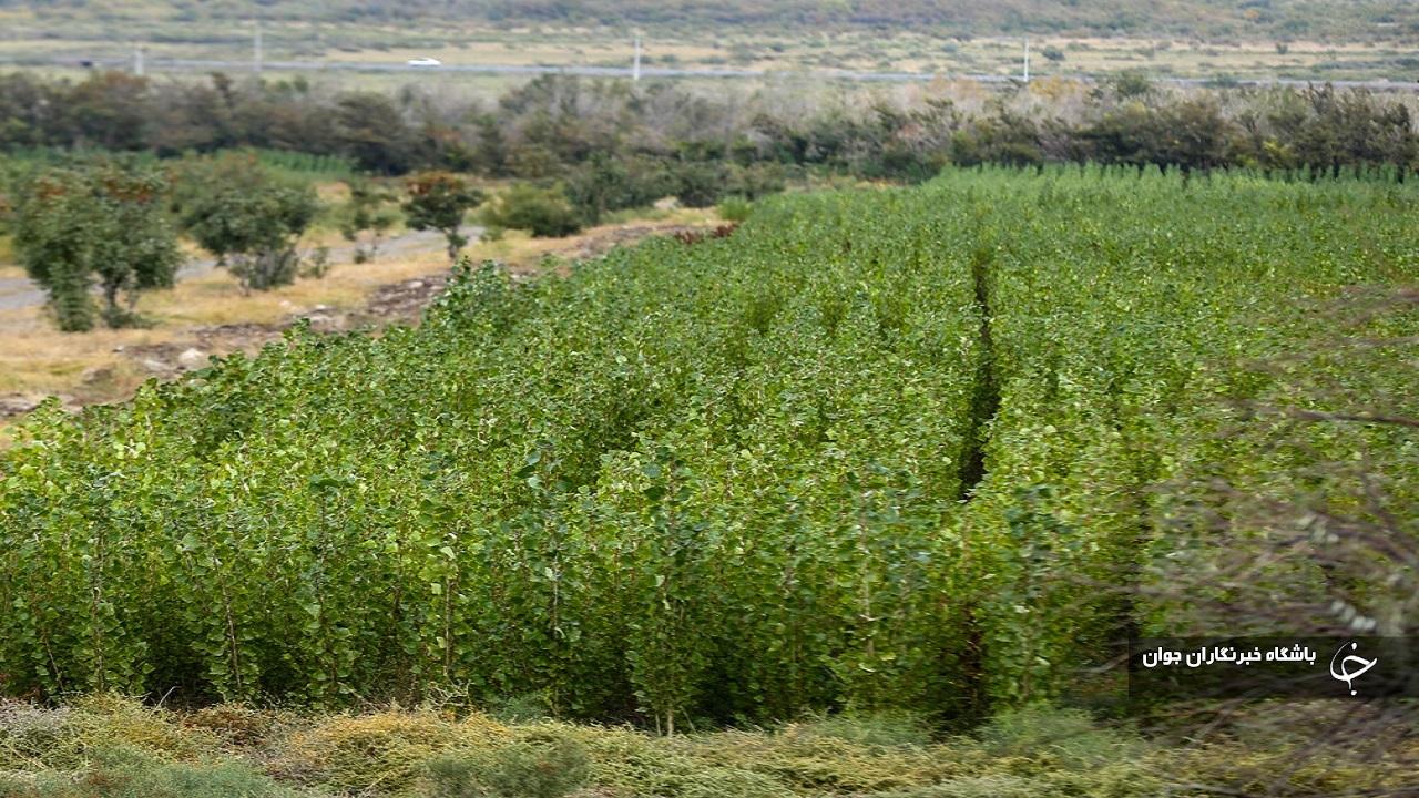 قدمت تولید انبوه نهال در میاندوآب به ۶۴ سال رسید