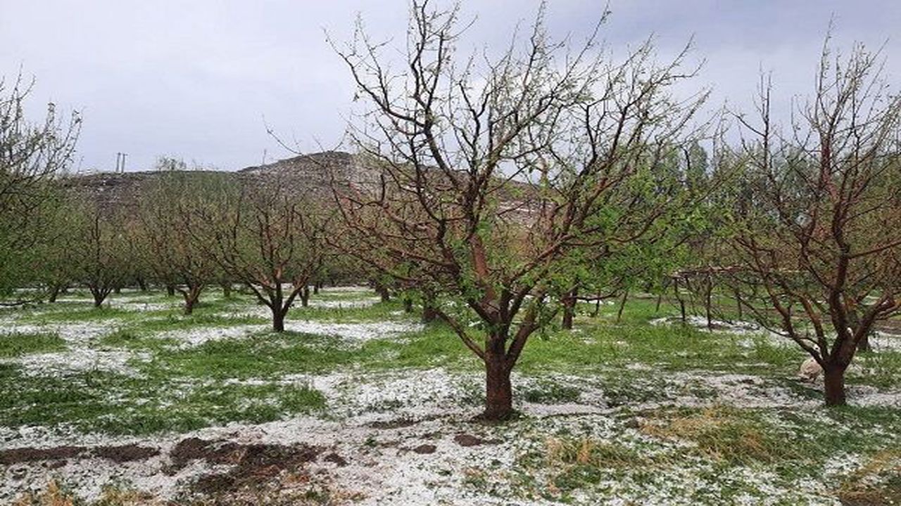 پیگیری پرداخت خسارت به کشاورزان آسیب دیده استان سمنان