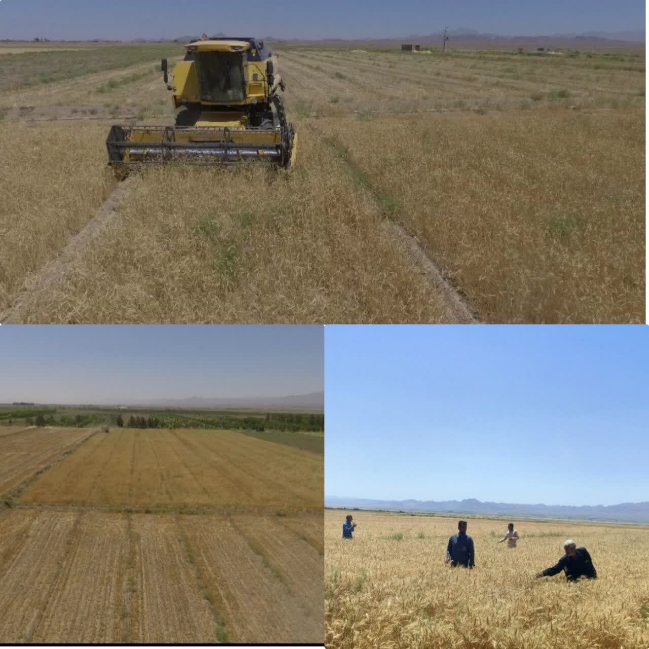 برداشت ۷هزارتن گندم و جو از اراضی شهرستان خوسف