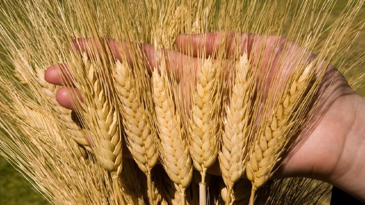 آغاز خرید تضمینی جو توسط اتحادیه دامداران استان قزوین