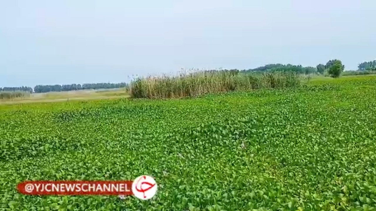 سایه شوم شیطان بنفش بر روی آب‌بندان آغوزبن بابل + فیلم