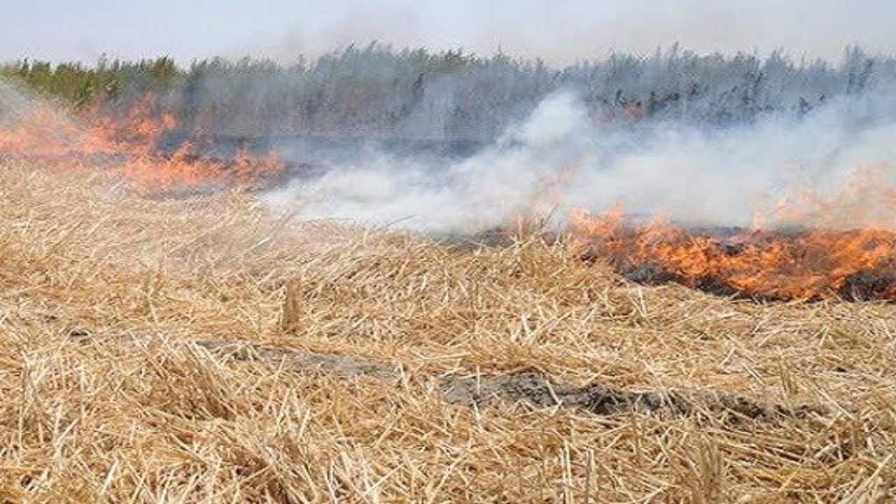 آتش سوزی در مزارع جو روستای سرچاه از لنز دوربین شهروند خبرنگار