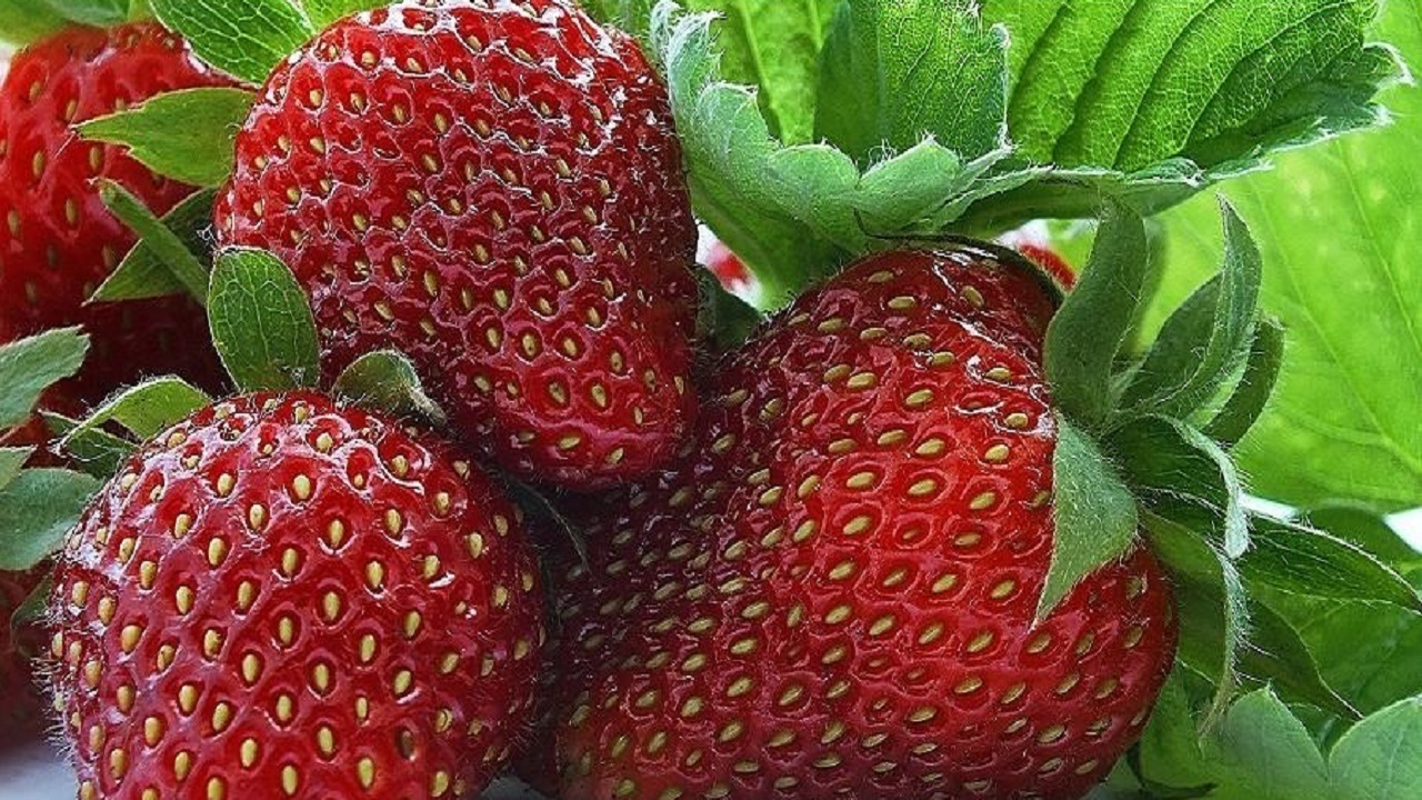 مازندران، قطب توت‌ فرنگی ایران با تولید ۱۸ هزار تن