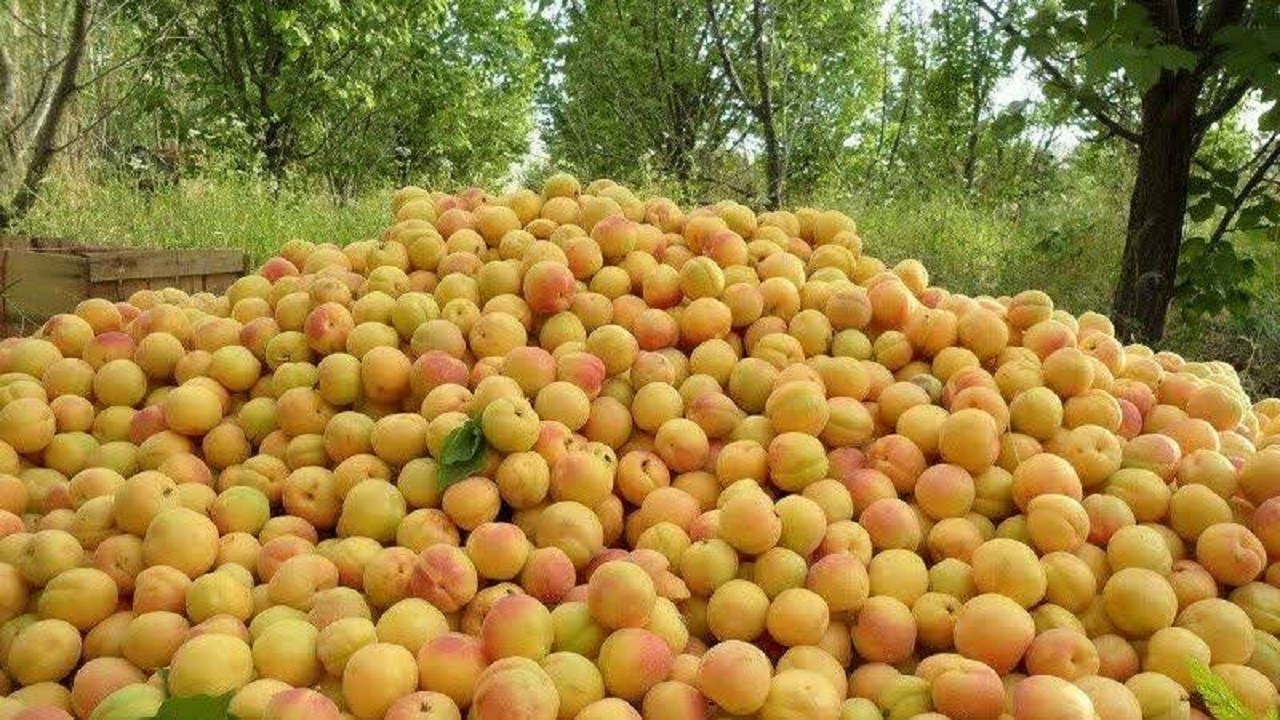 پیش بینی برداشت بیش از ۲ تن زردآلو در روستای شادکام بافق
