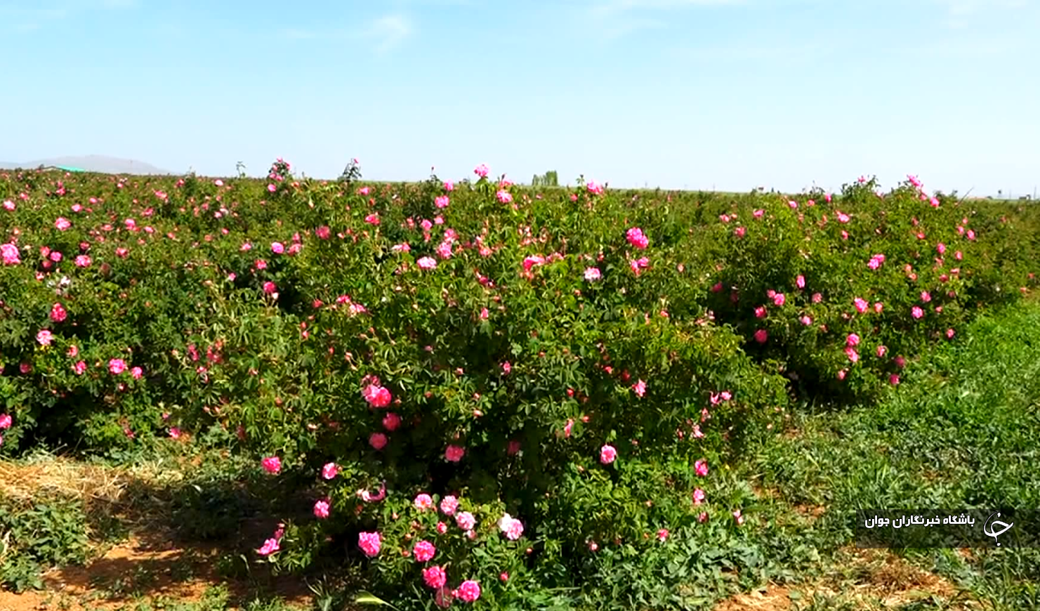 برداشت گل محمدی از باغات کردستان + تصاویر