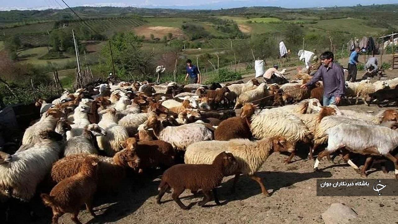 آذربایجان‌غربی ۱۰ درصد از جمعیت دام سبک کشور را در اختیار دارد