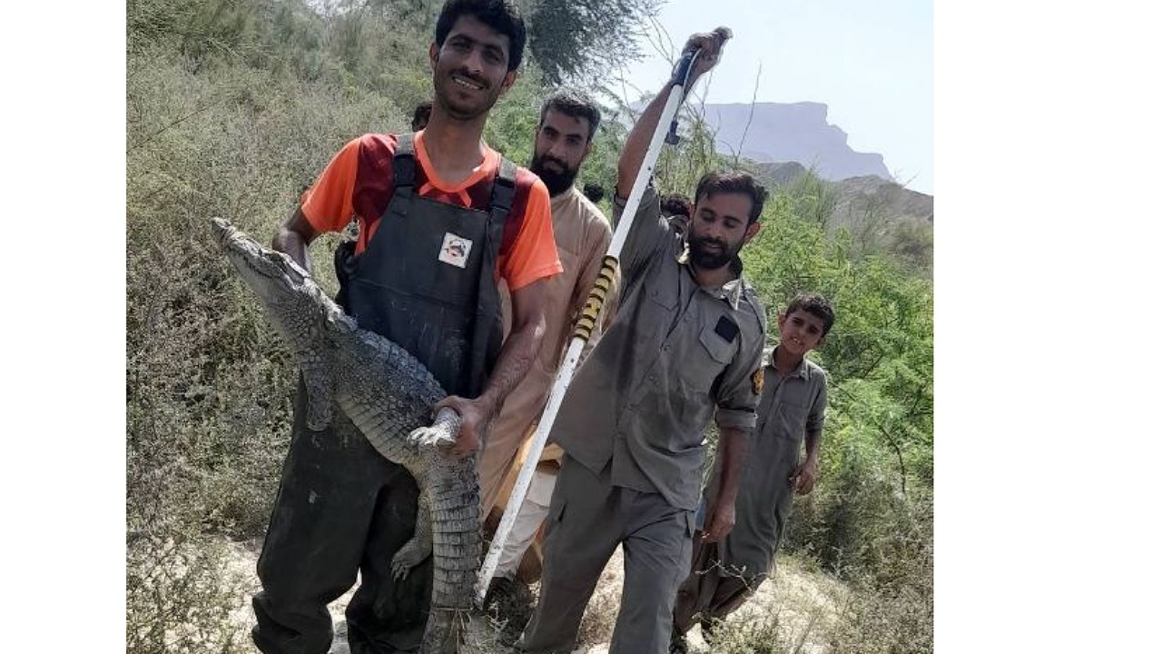 زنده گیری یک سر تمساح پوزه کوتاه مردابی توسط محیط بانان