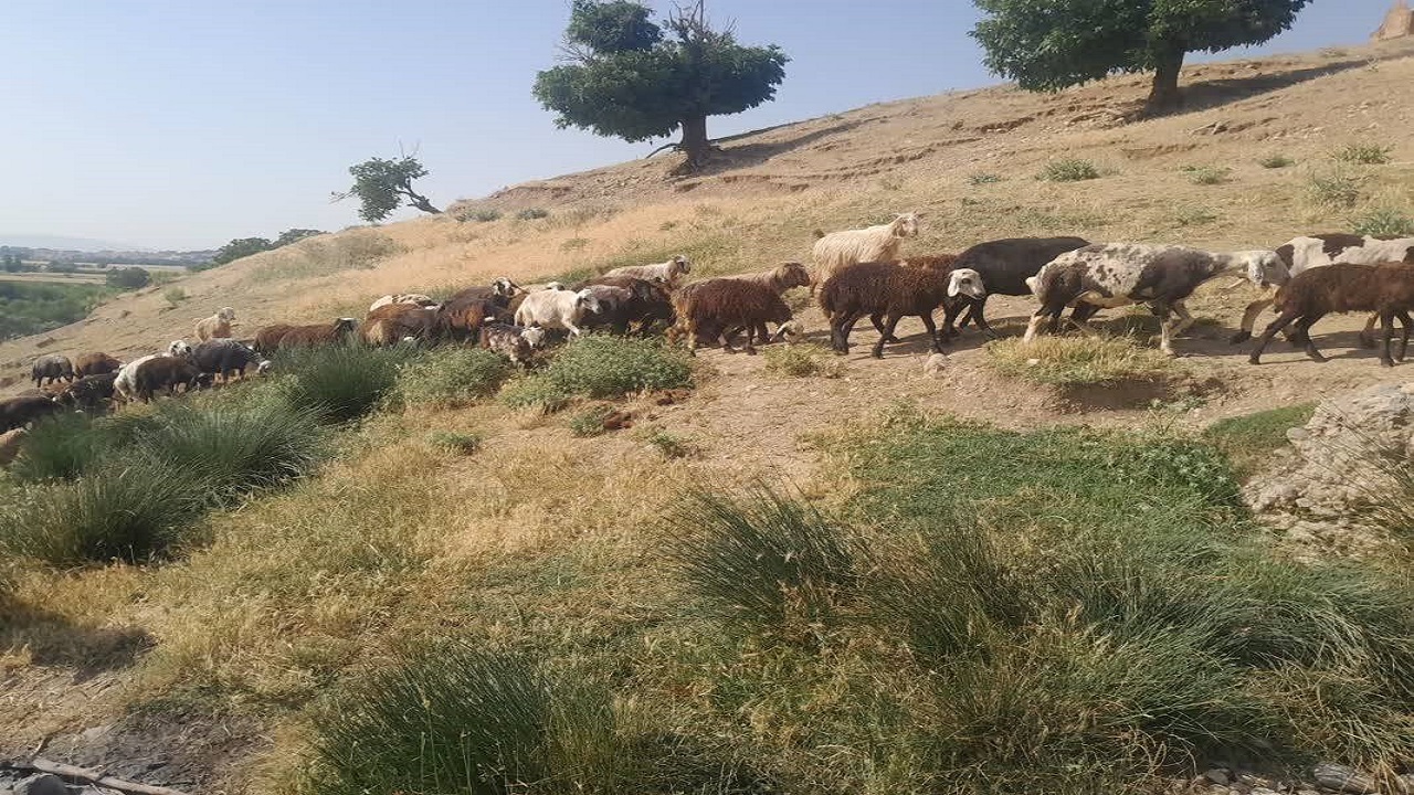 سفر به روستای قلعه حاتم در یک روز بهاری + فیلم و تصاویر