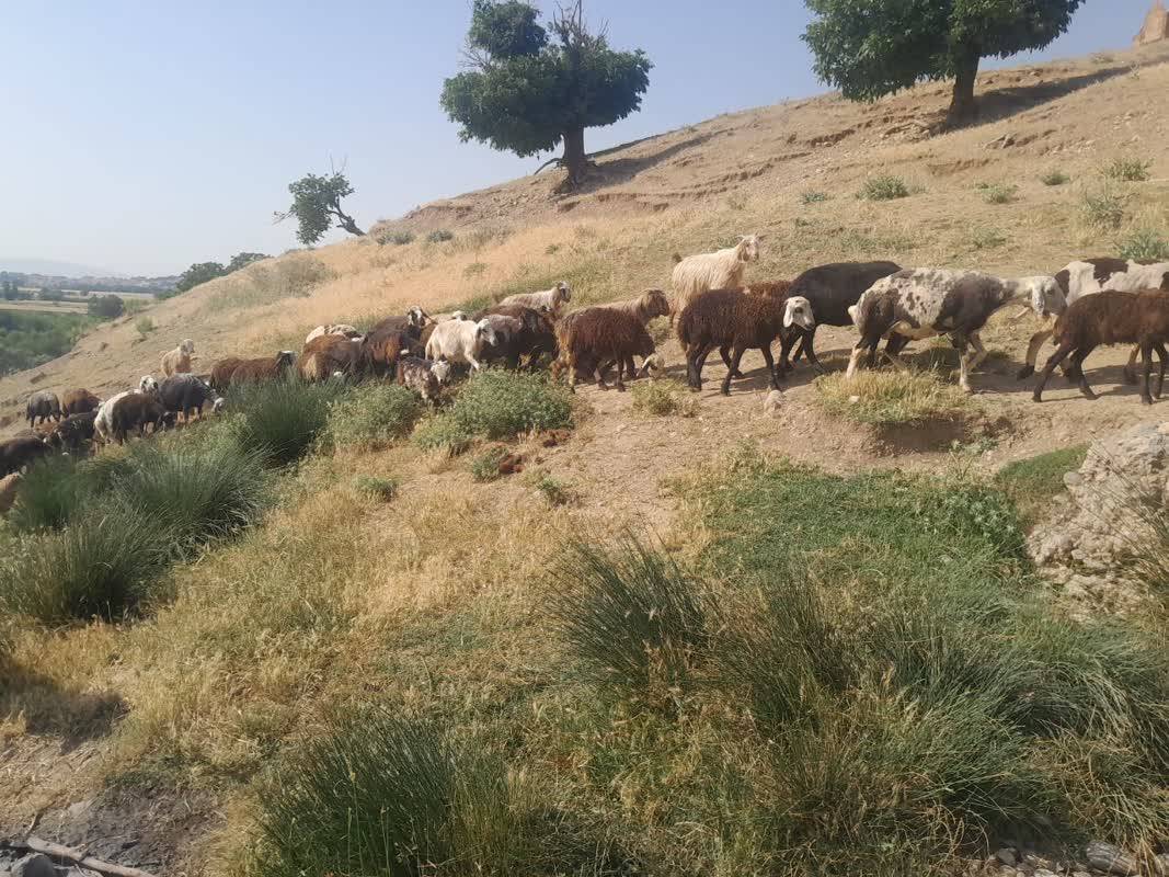 نمایی از چرای دامها در روستای قلعه حاتم