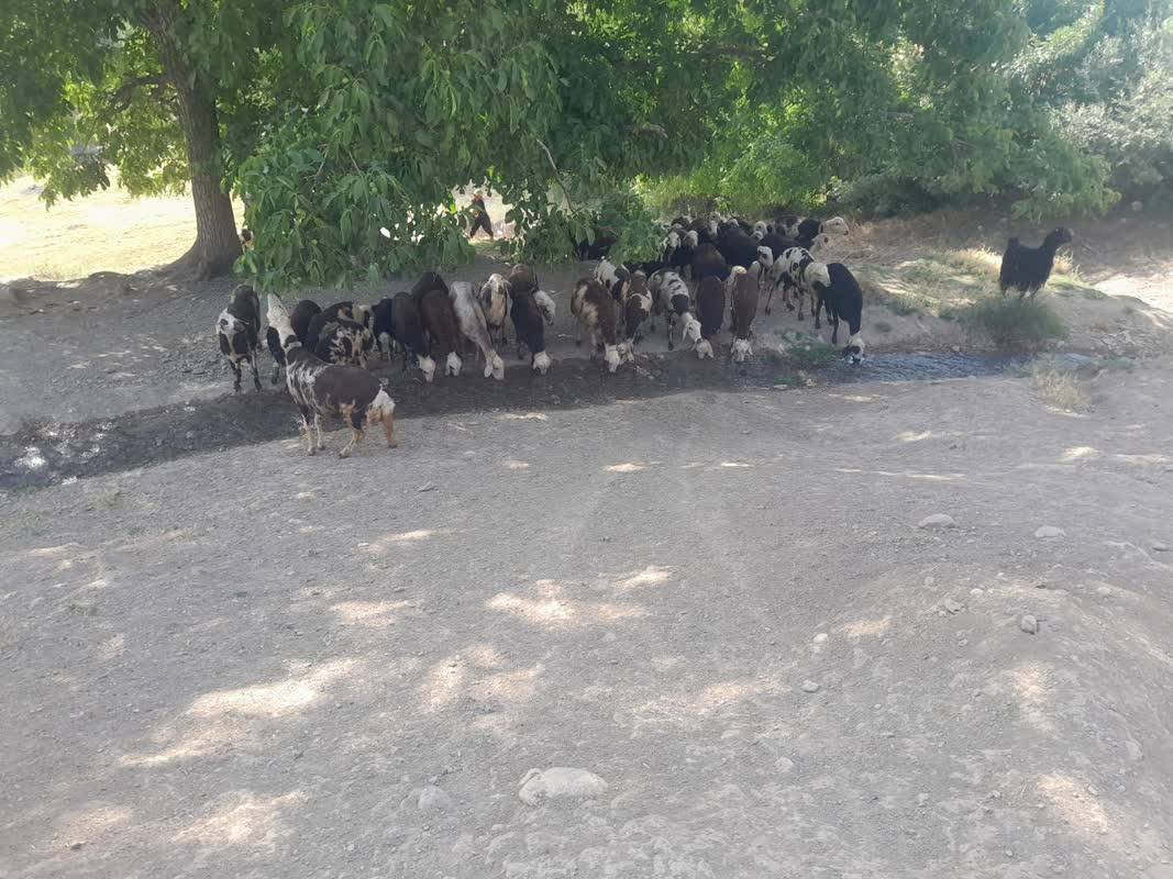 نمایی از چرای دامها در روستای قلعه حاتم