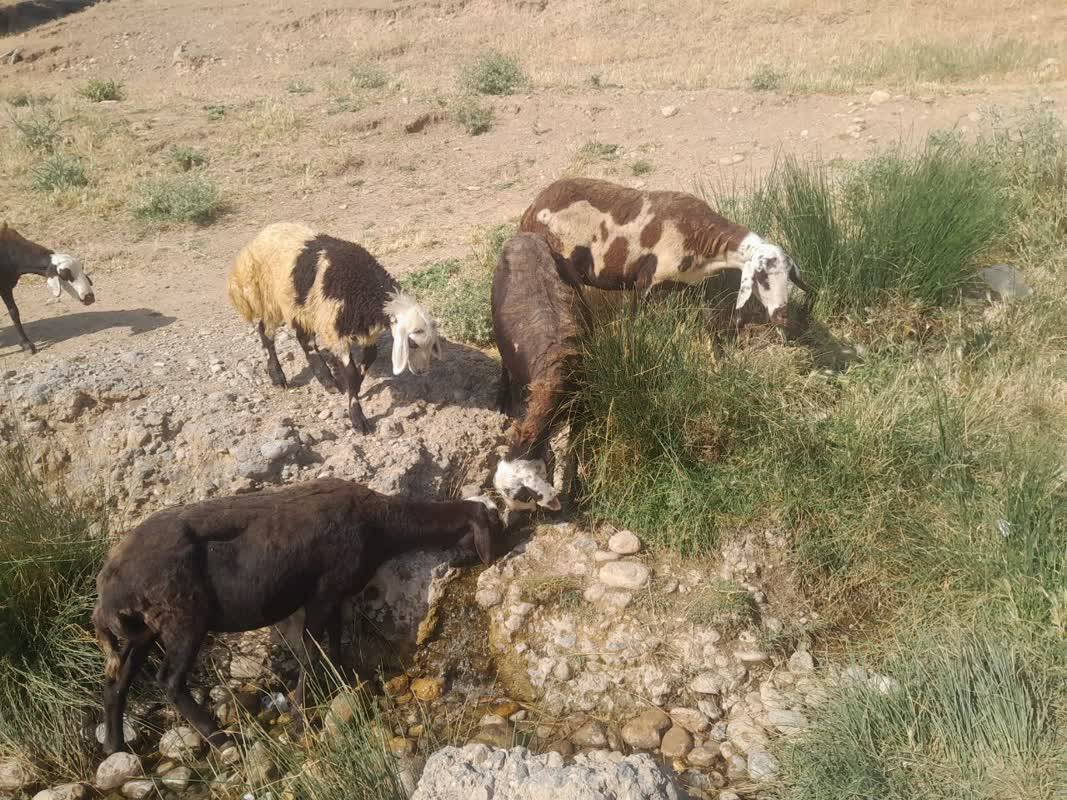 چرای دامها در روستای قلعه حاتم