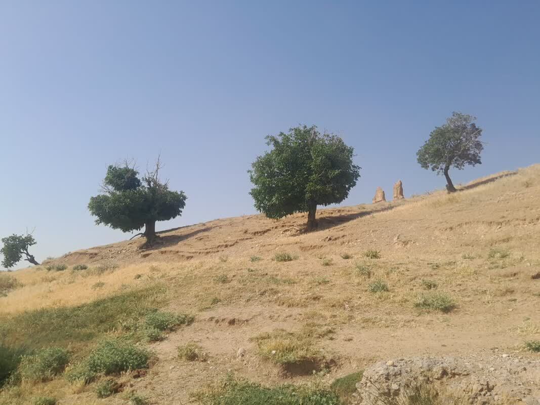 درختان سرسبز روستای قلعه حاتم