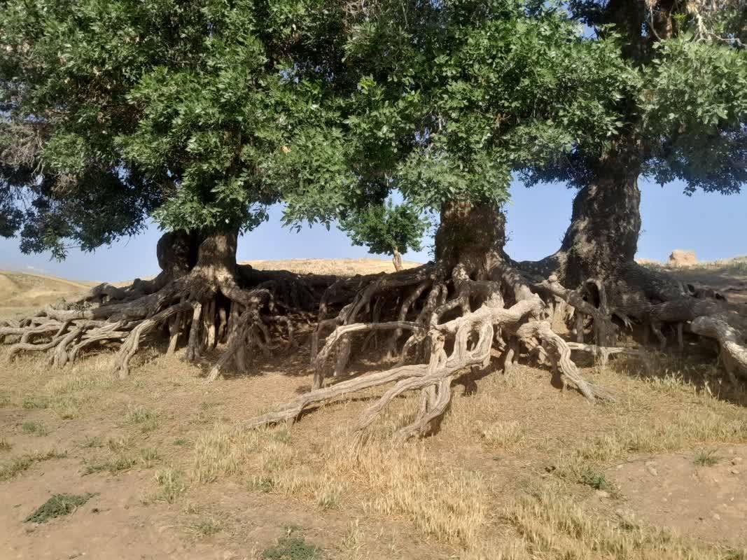نمایی از درختان در روستای قلعه حاتم