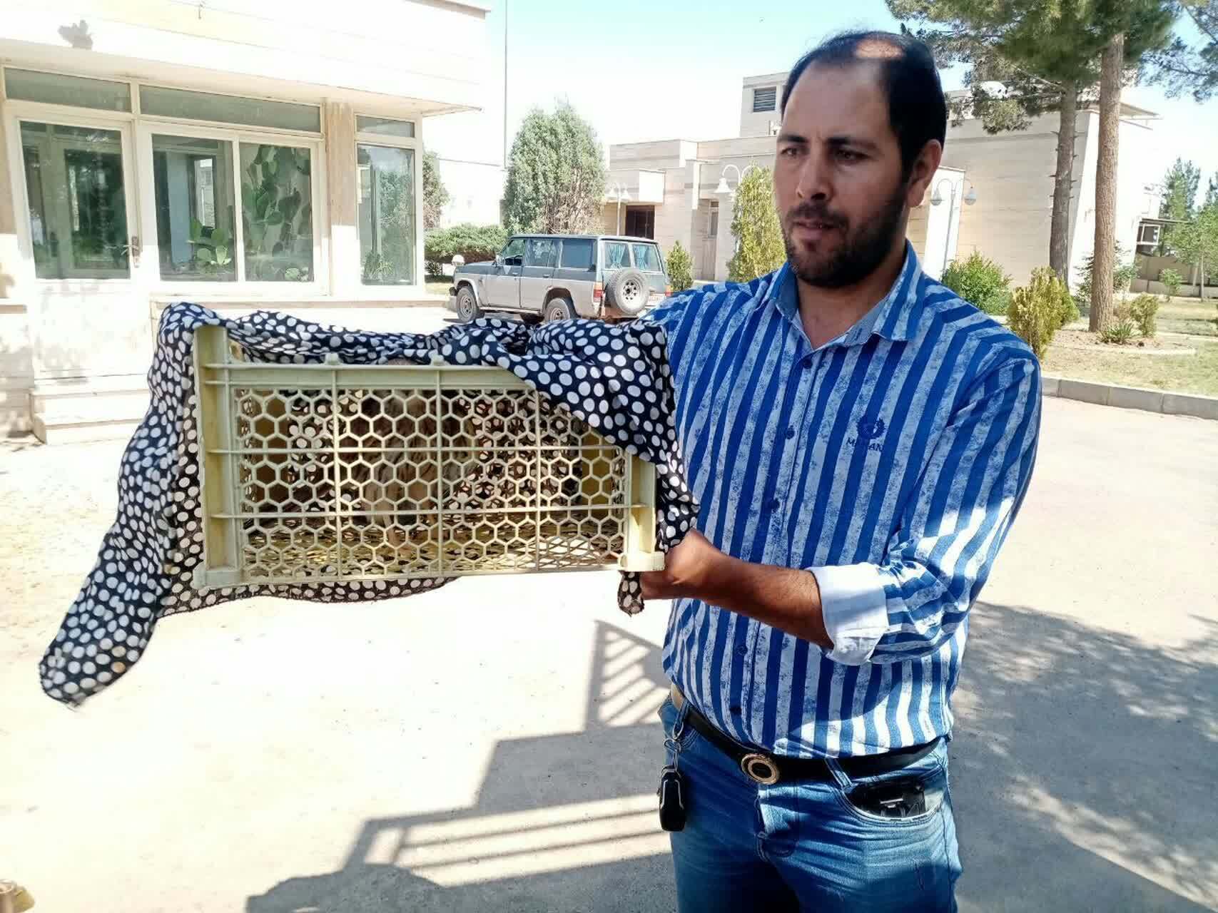 تحویل ۳ گونه جانوری به اداره حفاظت محیط زیست تایباد