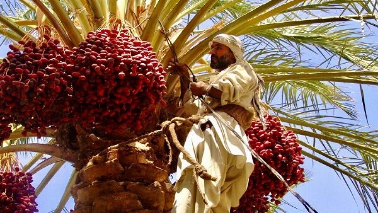 سیستان و بلوچستان رتبه اول کشت خرما