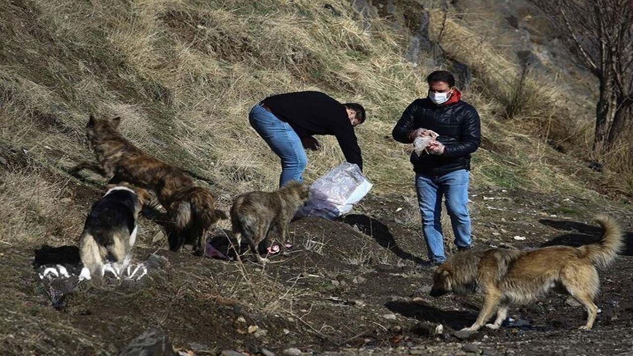 از غذارسانی به سگ‌ها دست بردارید، سگ‌ها فرشته نیستند!