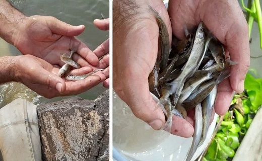 تلاش برای احیای گونه در خطر انقراض ماهی سوف در گیلان تلاش برای احیای گونه در خطر انقراض ماهی سوف در گیلان