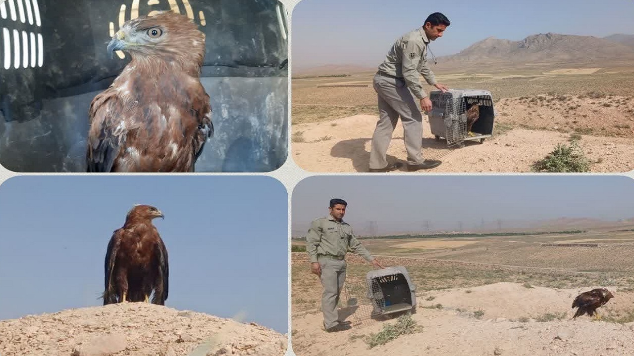 سارگپه و لاک پشت خاکی به دامان طبیعت بازگشتند
