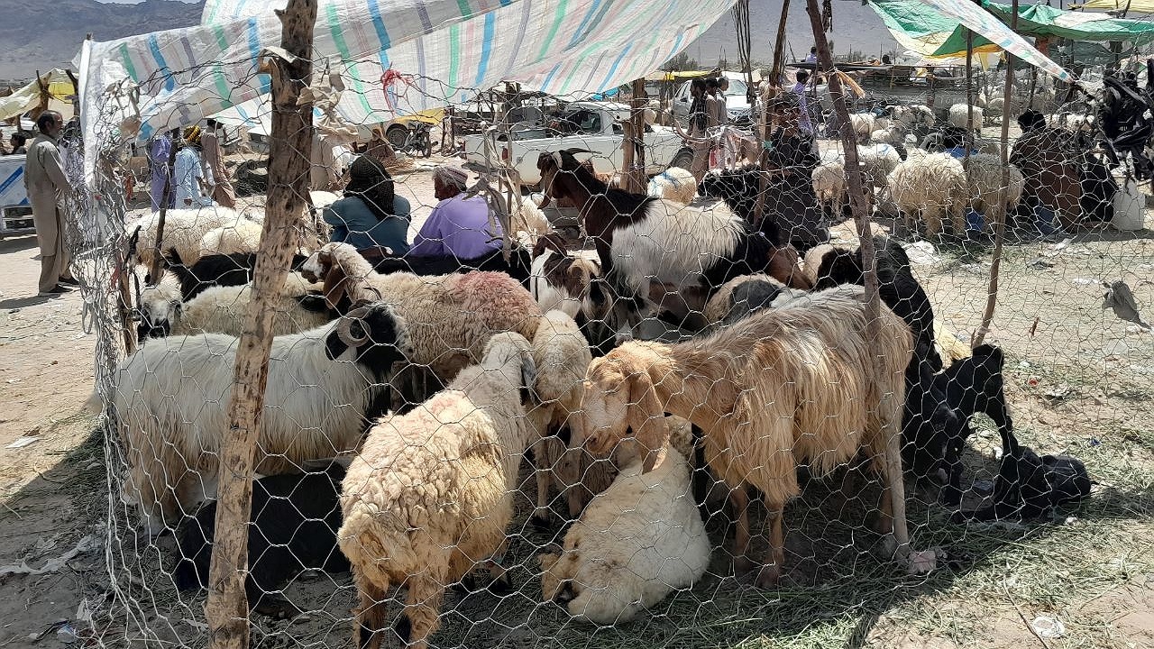 کشتارگاه صنعتی خاش آماده ذبح دام های قربانی است