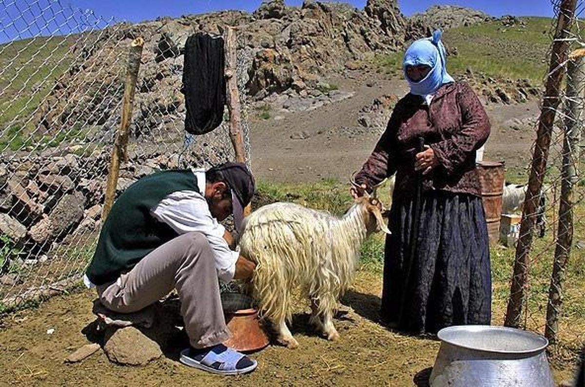 عشایر اردبیل سالانه بیش از ۳۰۰ هزار تن انواع محصولات تولید می‌کنند