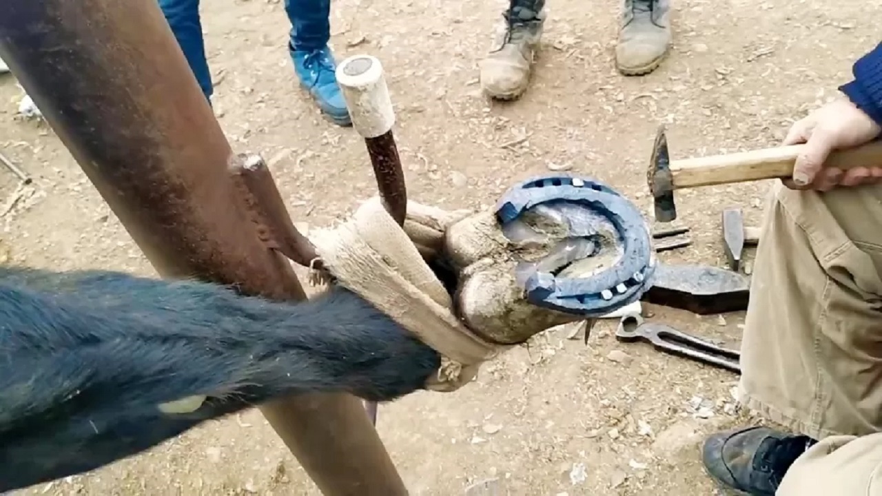 گزارشی از حرفه نعل بندی در روستای ناریان