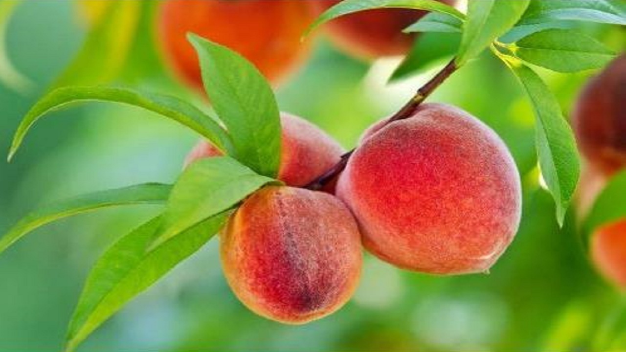 پیش بینی تولید ۲۷۵ هزار تن هلو و شلیل در مازندران