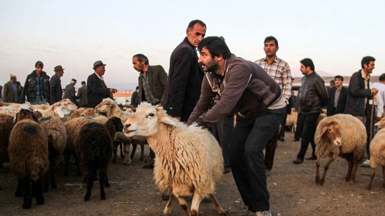 ۳۱۲ راس دام در روز عید قربان در تایباد ذبح شد
