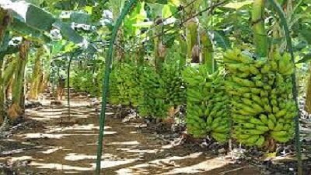 سیستان و بلوچستان فرصتی برای خودکفایی کشور در تولید موز