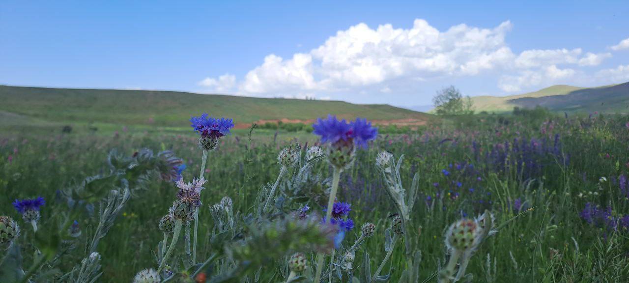 گل های بهاری