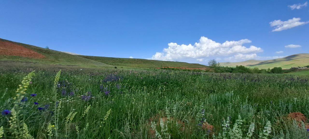 طبیعت سرسبز