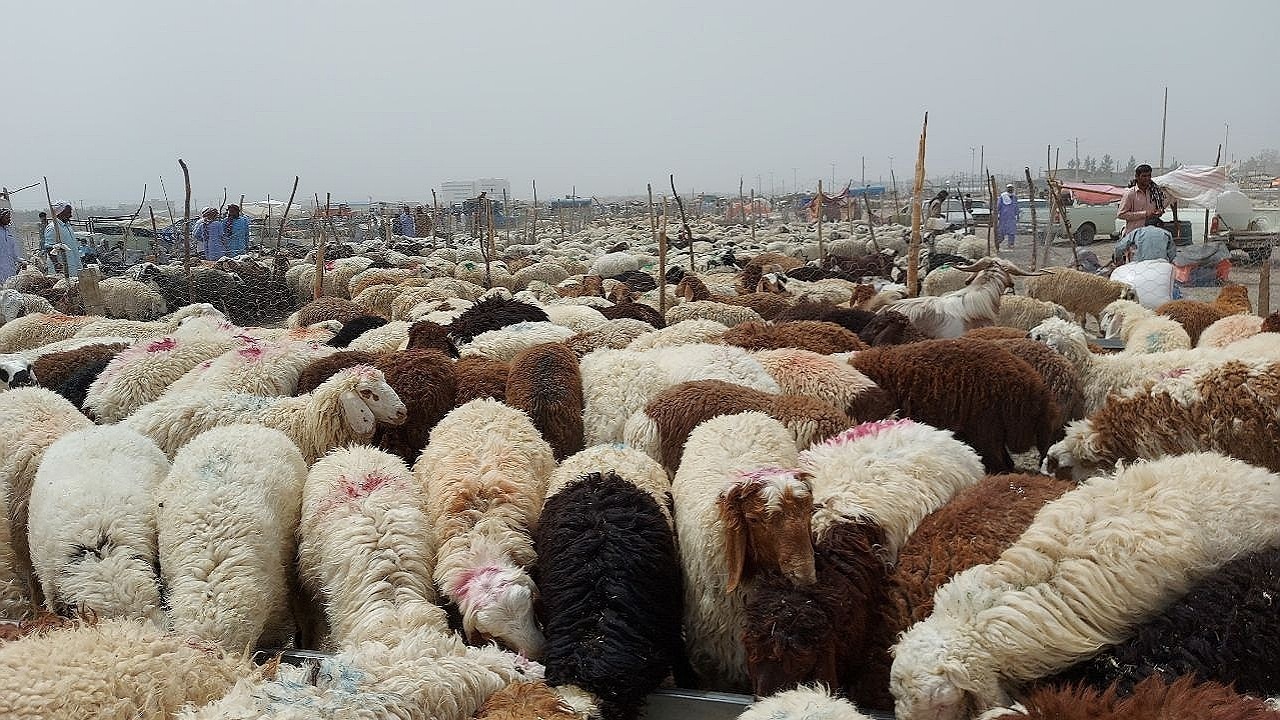 ذبح ۲۶۰۰ رأس دام سبک و سنگین در ایام عید قربان