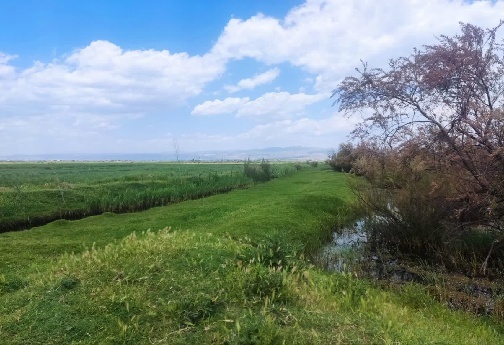 تالاب بیشه دالان لرستان