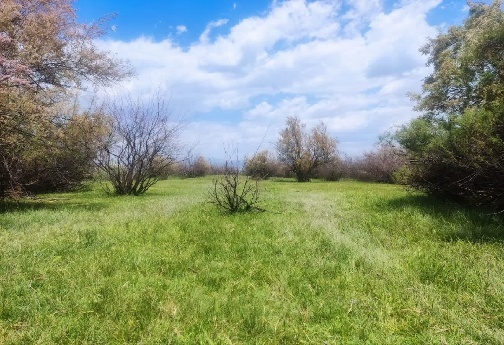 تالاب زیبای بیشه دالان در روستای کپرجودکی بروجرد+تصاویر
