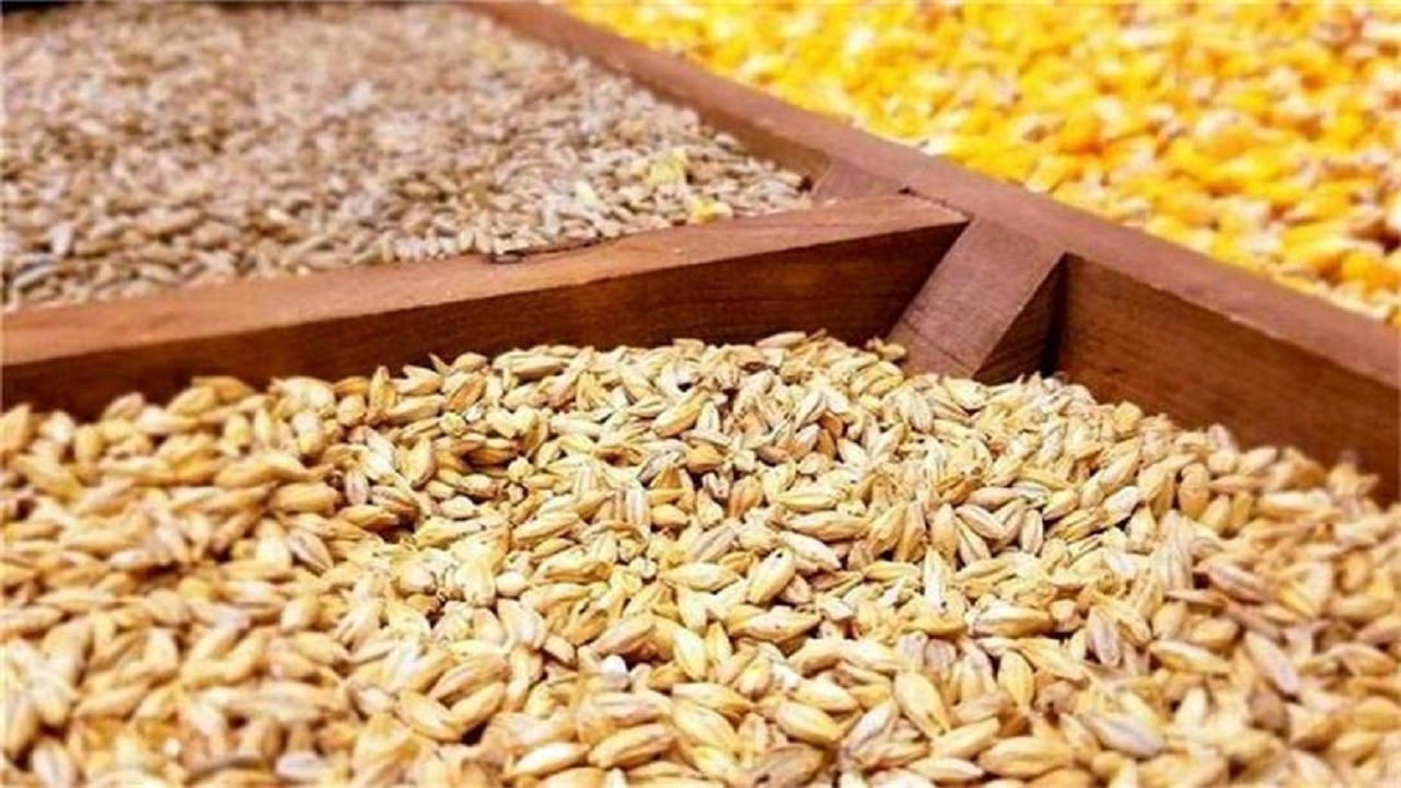 آغاز خرید تضمینی جو در کردستان از اول تیر