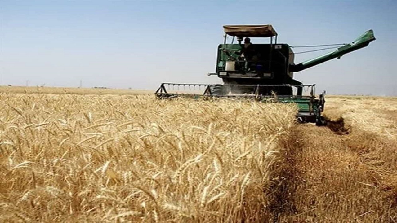 آغاز برداشت محصول جو از مزارع شهرستان البرز