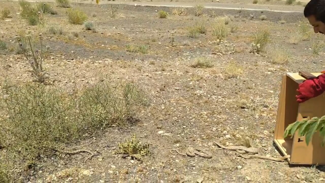 رهاسازی ۳۰ حلقه مار در طبیعت خمینی شهر