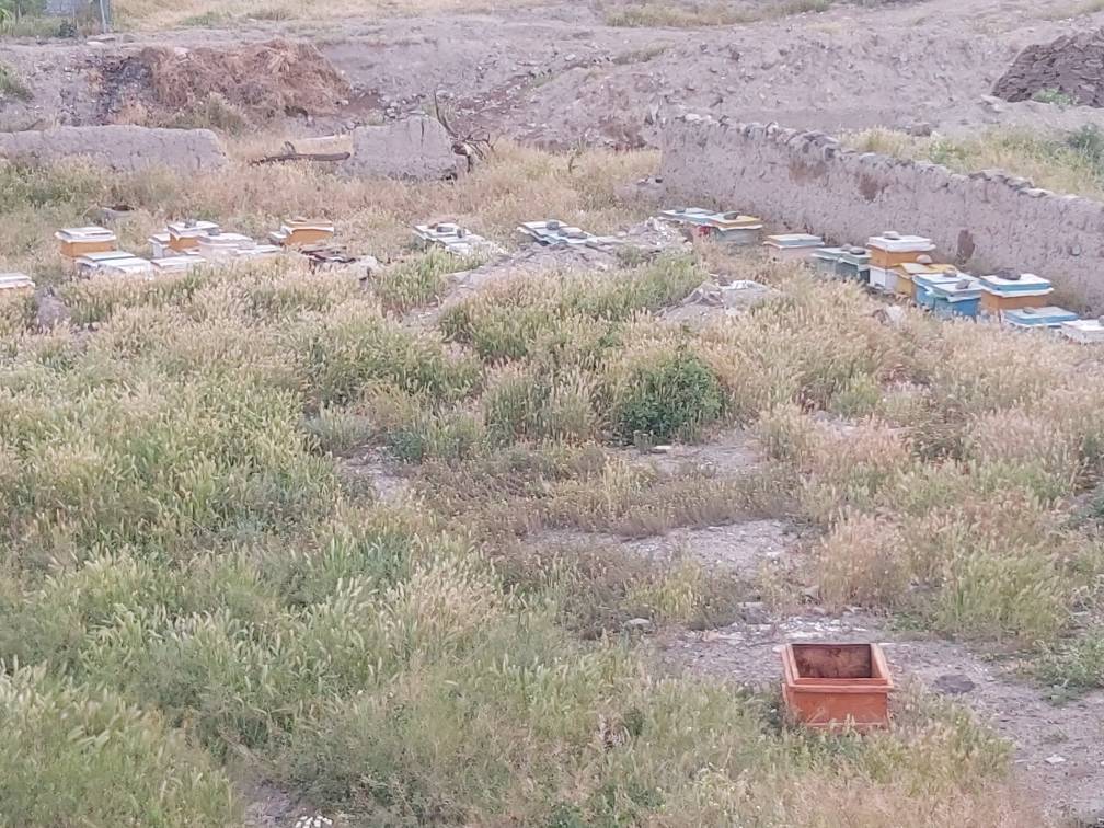 کندوهای عسل
