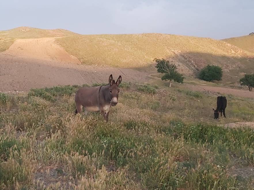 الاغ در طبیعت