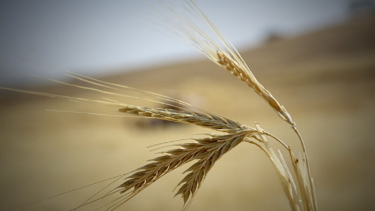 اعلام قیمت خرید تضمینی جو در کردستان