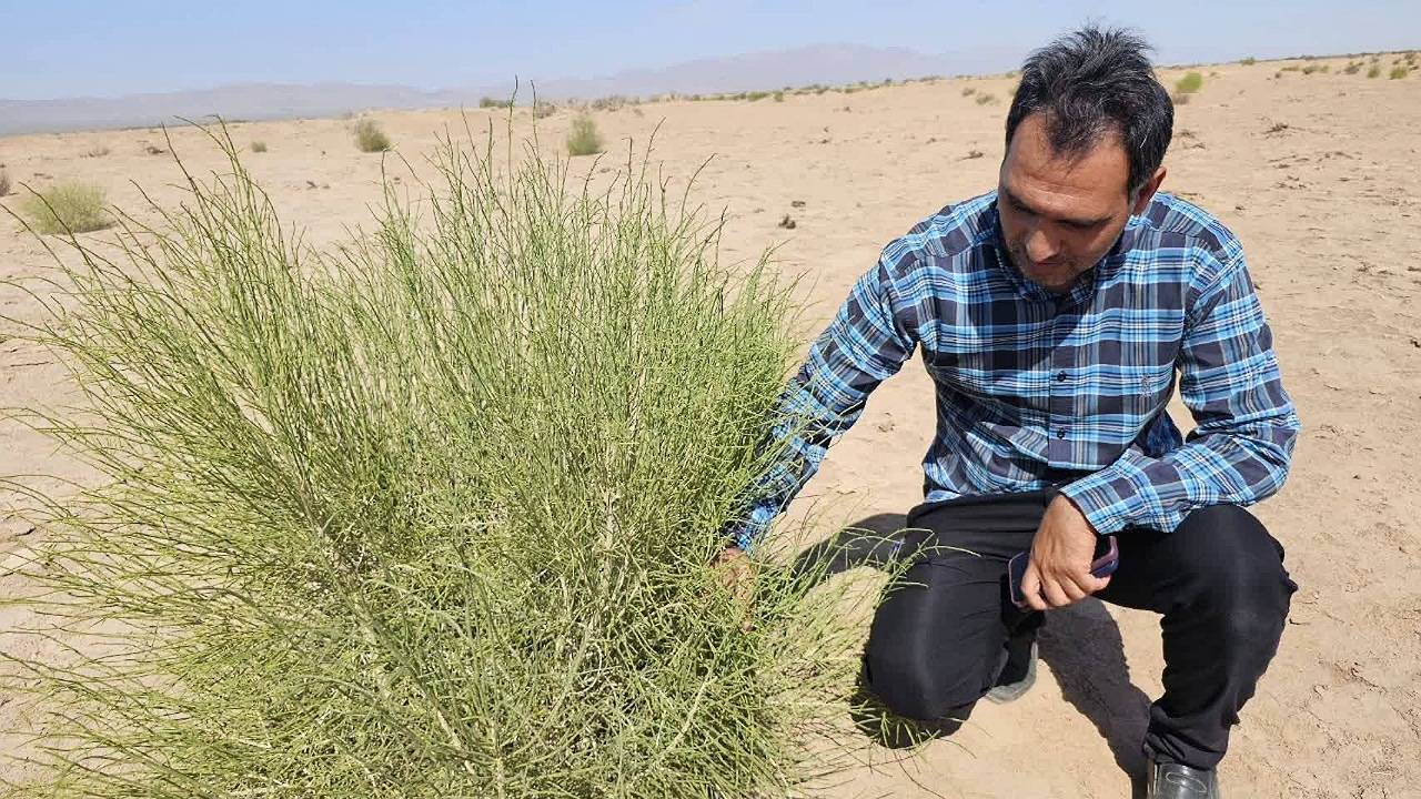 نهالکاری در ۱۷۰۰ هکتار از اراضی بیابانی زرند