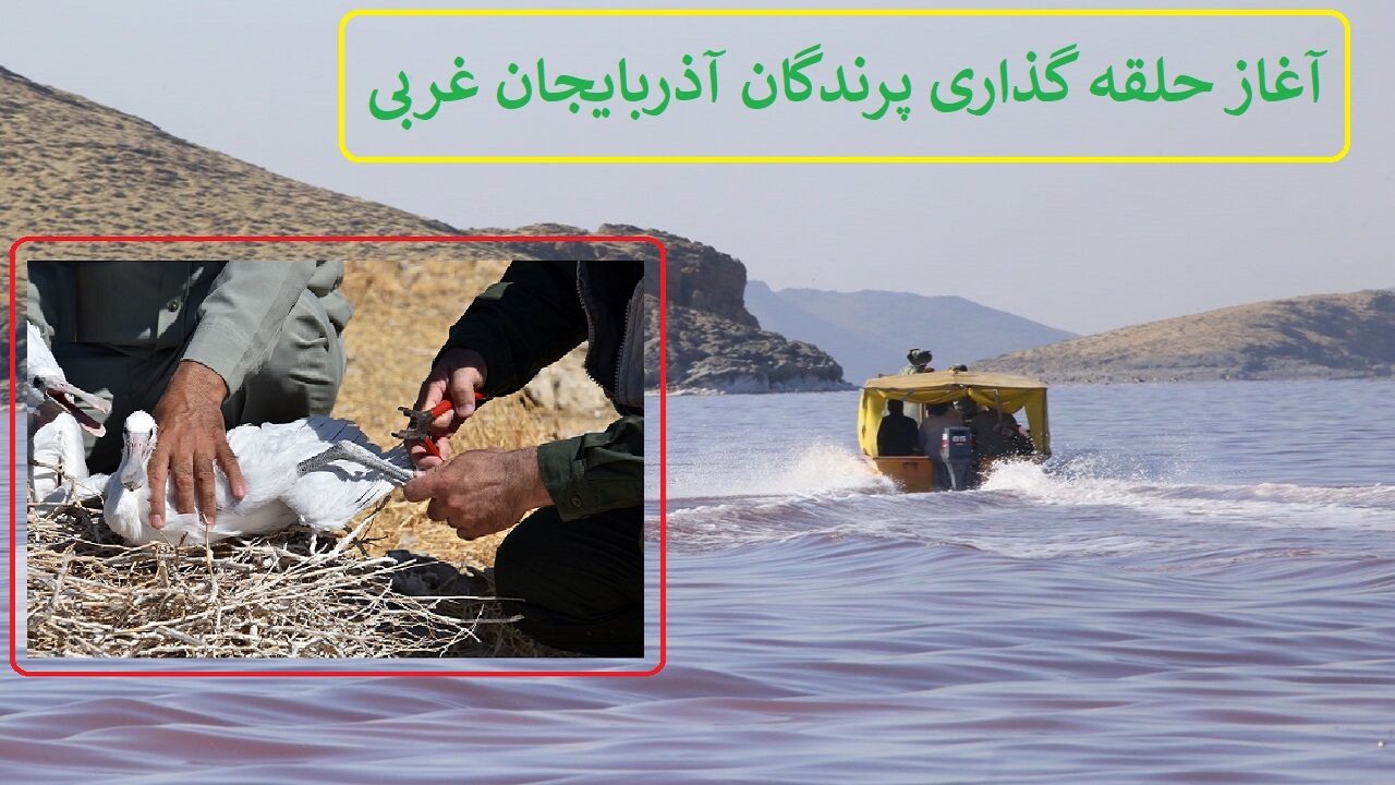 آغاز حلقه گذاری پرندگان در زیستگاه‌های آذربایجان غربی