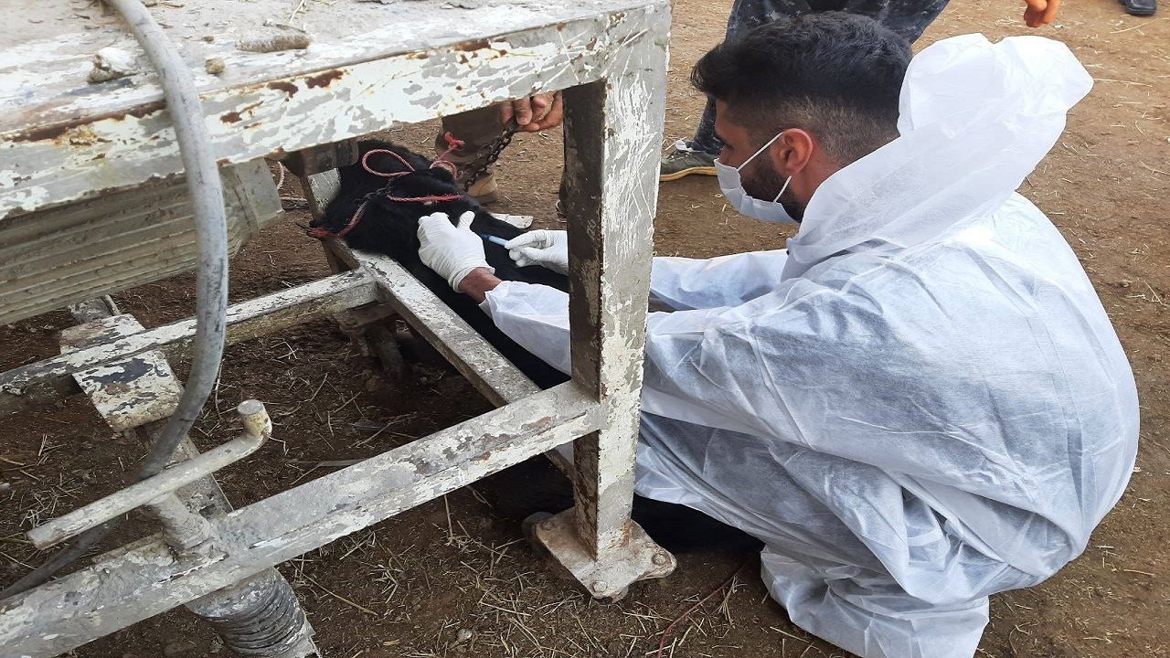 برگزاری اردوی جهادی گروه‌های دامپزشکی در شهرستان فلارد