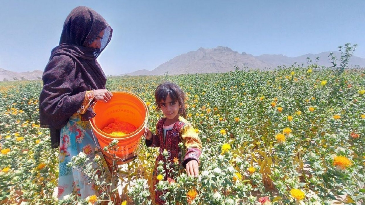 برداشت گلرنگ در سیستان و بلوچستان آغاز شد